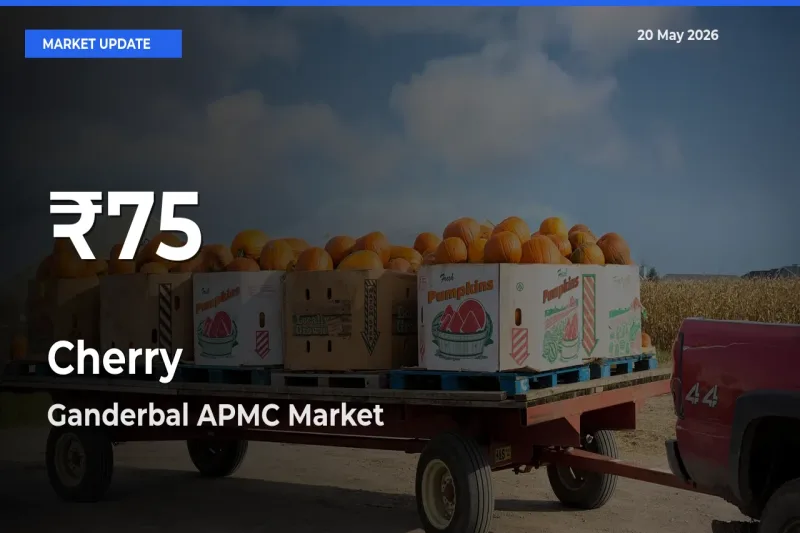 Cherry Hits 30-Day Low in Ganderbal APMC