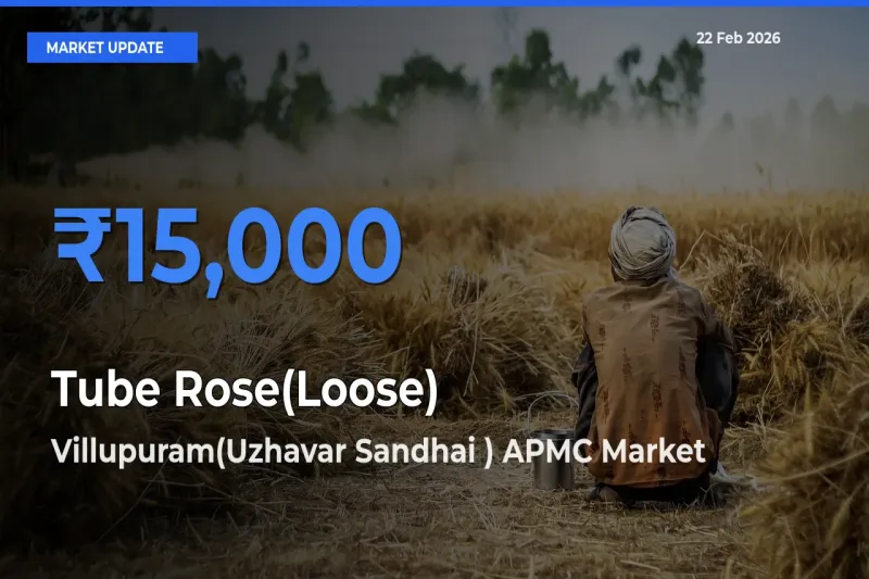 Villupuram(Uzhavar Sandhai ) APMC Offers ₹15,000 – Highest Tube Rose(Loose) Rate Today