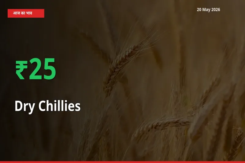 20 May अपडेट: सूखी लाल मिर्च के दाम मंडी में 25.23% उछले
