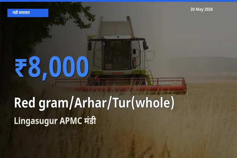 आज साबुत अरहर के सबसे ज़्यादा दाम Lingasugur APMC मंडी में दर्ज