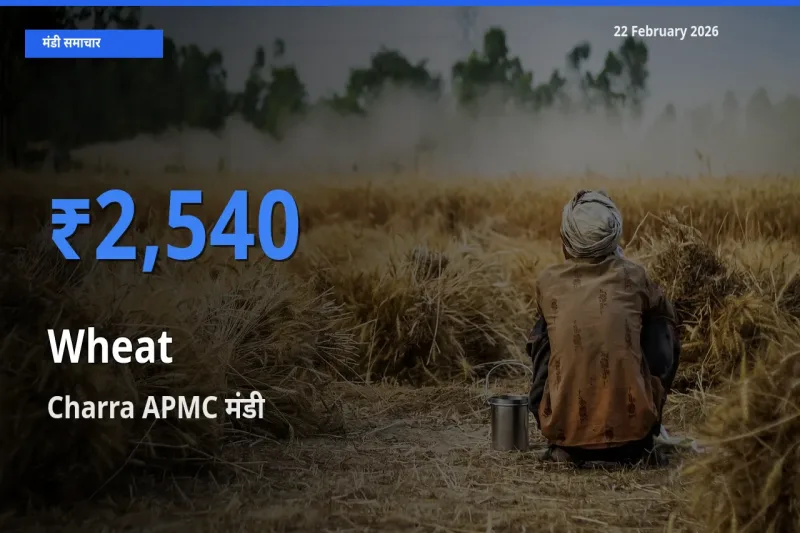 Charra APMC मंडी में Wheat ₹2,540 पर पहुँचा – आज का सर्वोच्च भाव