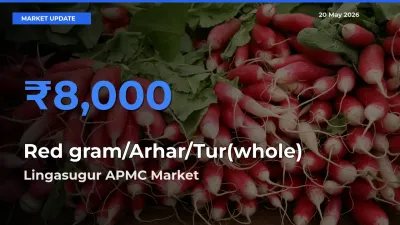 Lingasugur APMC Tops Red gram/Arhar/Tur(whole) Rates – May 20 Market Update