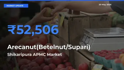 Shikaripura APMC Offers ₹52,506 – Highest Arecanut(Betelnut/Supari) Rate Today