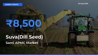 Sami APMC Tops Suva(Dill Seed) Mandi Rates Today