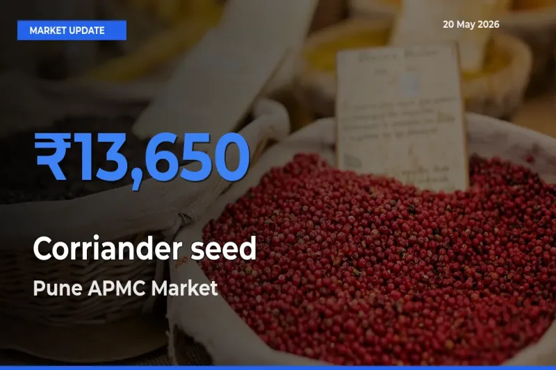 Pune APMC Records Highest ₹13,650 Rate for Corriander seed