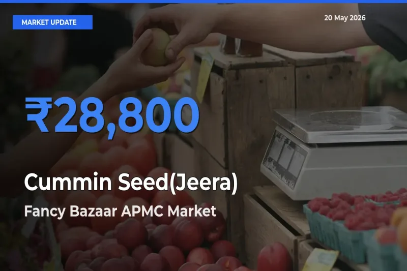 Market Watch: Fancy Bazaar APMC Becomes Top Mandi for Cummin Seed(Jeera)