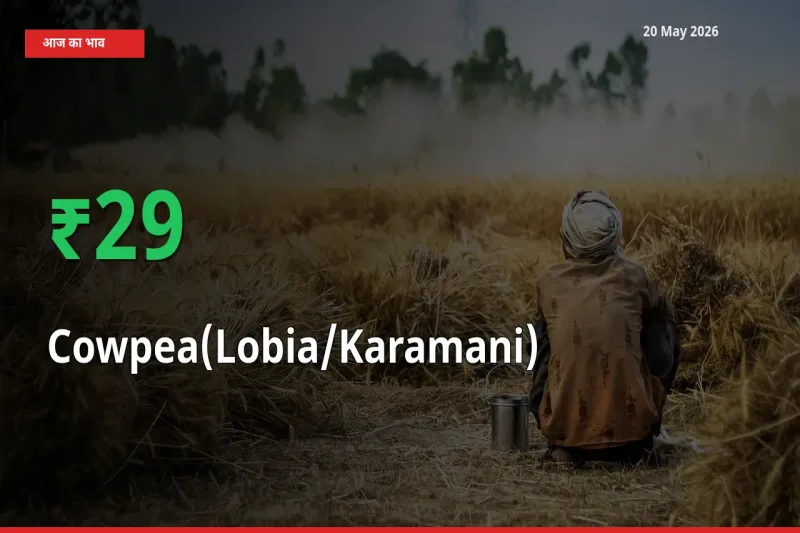 20 May अपडेट: लोबिया (करमानी) के दाम मंडी में 29.25% उछले