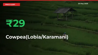 Cowpea(Lobia/Karamani) Rises 29.25% at Mandis
