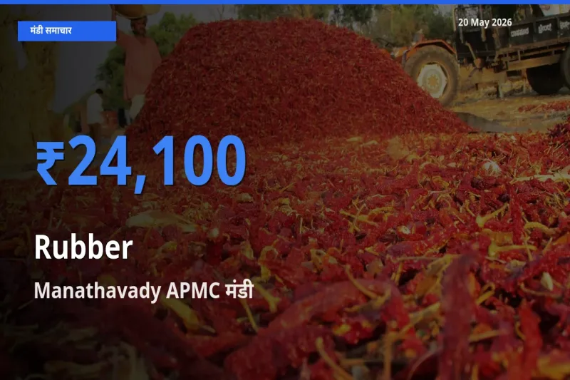 20 May अपडेट: रबड़ के सबसे ऊँचे दाम Manathavady APMC मंडी में