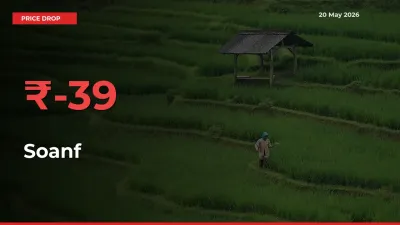 Soanf Prices Drop 38.68% in 24 Hours at Major Mandis