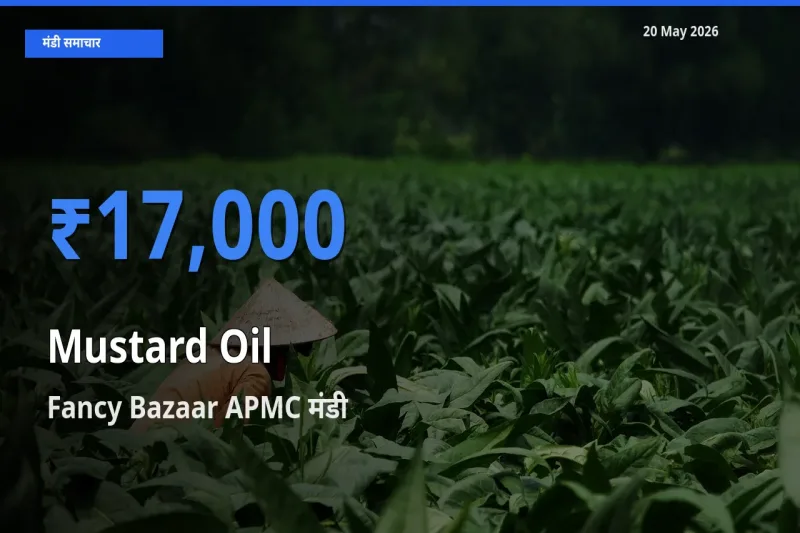 आज का मंडी भाव: सरसों का तेल के सबसे ज़्यादा दाम Fancy Bazaar APMC में