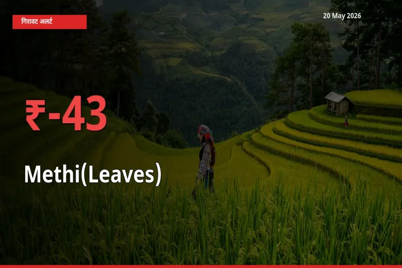 आज का मंडी भाव: हरी मेथी के दाम मंडी में 43.4% नीचे