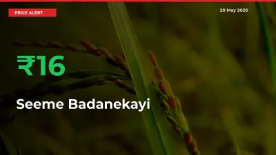 Sharp Jump! Seeme Badanekayi Prices Climb 16.19% in 24 Hours at Key Mandis