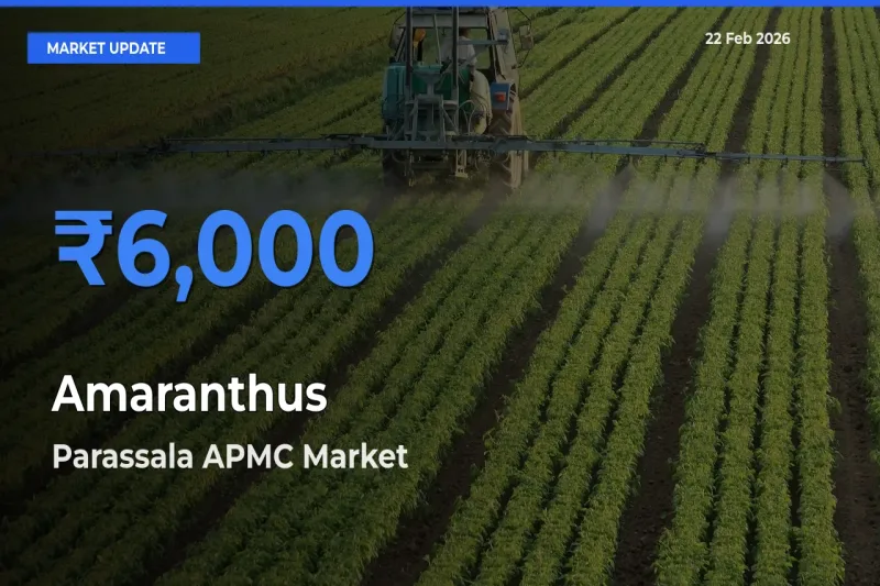 Parassala APMC Records Highest ₹6,000 Rate for Amaranthus