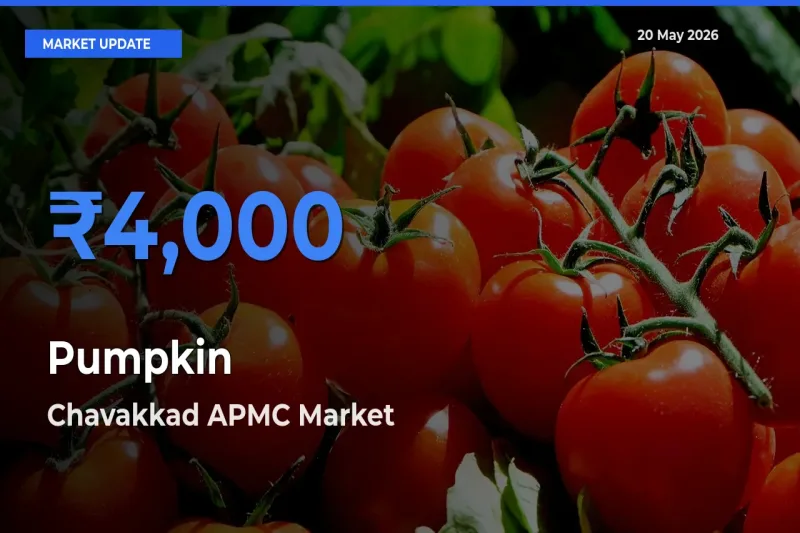 Top Performer! Chavakkad APMC Offers Best Pumpkin Price Today