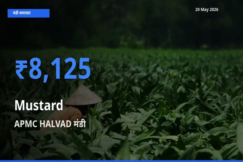 20 May अपडेट: सरसों के सबसे ऊँचे दाम APMC HALVAD मंडी में