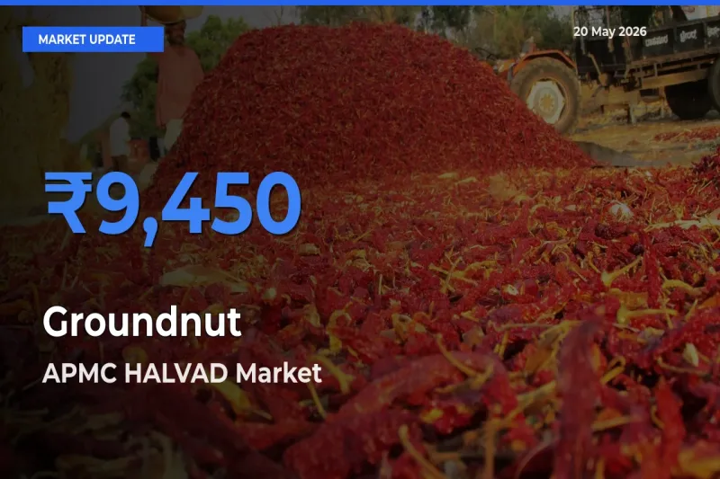 APMC HALVAD Emerges as Top Mandi for Groundnut Prices Today
