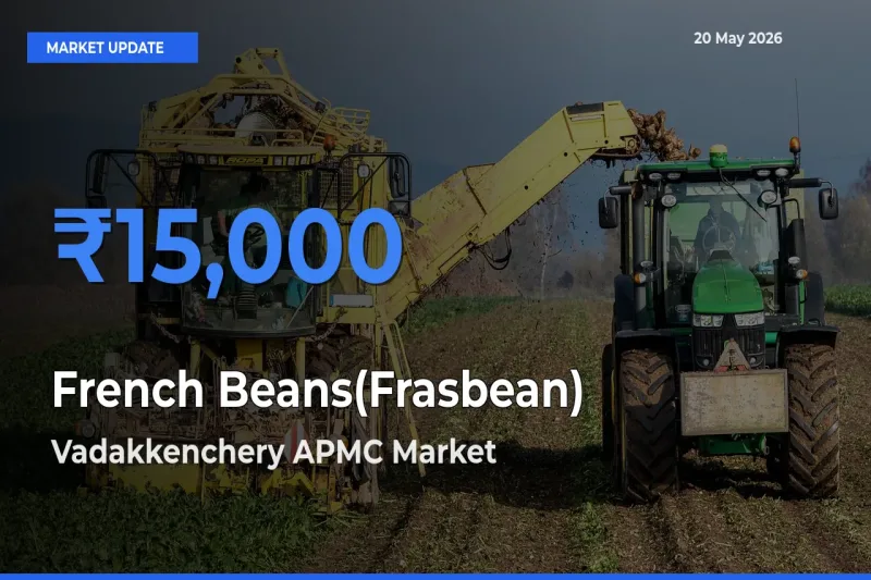 Vadakkenchery APMC Offers ₹15,000 – Highest French Beans(Frasbean) Rate Today