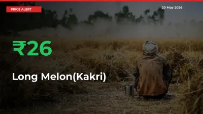 Sharp Jump! Long Melon(Kakri) Prices Climb 26.47% in 24 Hours at Key Mandis