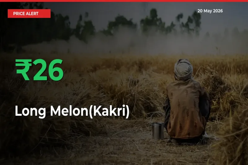 Sharp Jump! Long Melon(Kakri) Prices Climb 26.47% in 24 Hours at Key Mandis