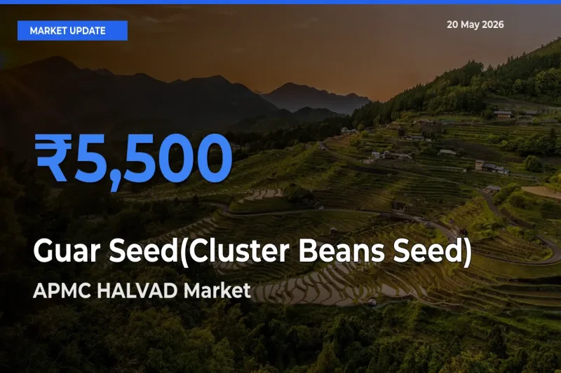 Top Performer! APMC HALVAD Offers Best Guar Seed(Cluster Beans Seed) Price Today