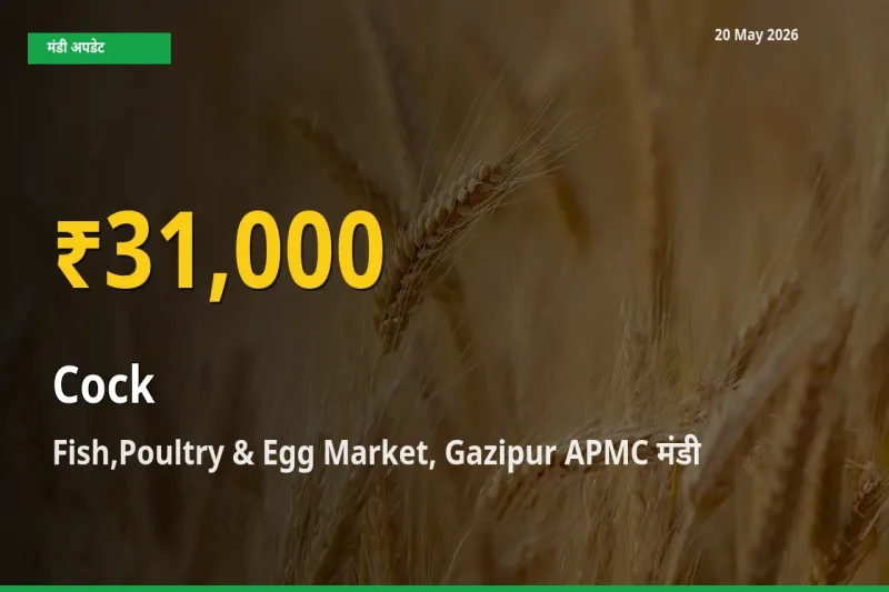 मुर्गा के दामों में रिकॉर्ड तेज़ी, Fish,Poultry & Egg Market, Gazipur APMC