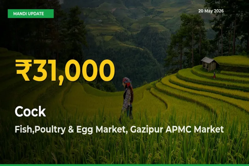 Why Cock Prices Are Climbing in Fish,Poultry & Egg Market, Gazipur APMC – Today’s New High Explained