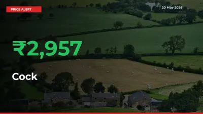 Why Cock Prices Rose 2957.22% in a Day at Mandis