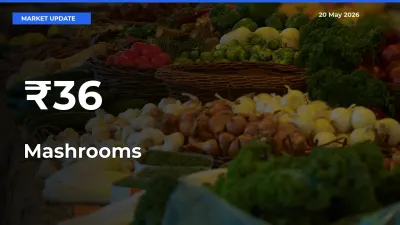 Mashrooms Shows Strong Mandi Trend – May 20 Market Update