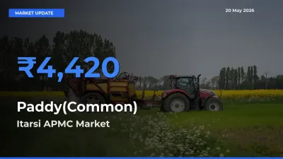 Market Watch: Itarsi APMC Becomes Top Mandi for Paddy(Common)