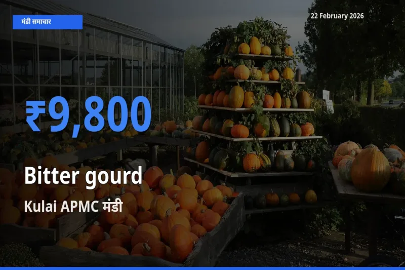 बाज़ार संकेत: Kulai APMC बना Bitter gourd के लिए आज की टॉप मंडी