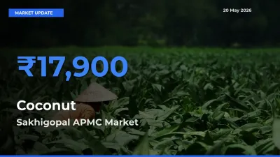 Sakhigopal APMC Records Highest ₹17,900 Rate for Coconut