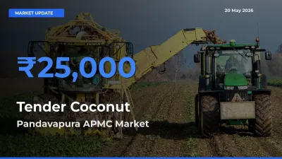 Pandavapura APMC Offers ₹25,000 – Highest Tender Coconut Rate Today