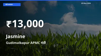 किसानों के लिए चिंता का विषय? चमेली के दाम Gudimalkapur APMC में 30 दिन के न्यूनतम स्तर पर