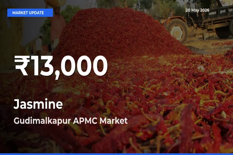 Jasmine Mandi Rate Today: 30-Day Low Recorded in Gudimalkapur APMC