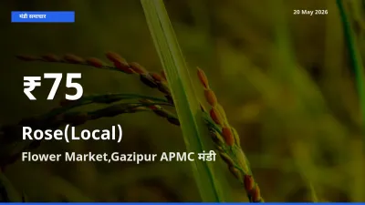 Flower Market,Gazipur APMC में गुलाब(स्थानीय) ₹75 पर गिरा – 30 दिन का न्यूनतम भाव