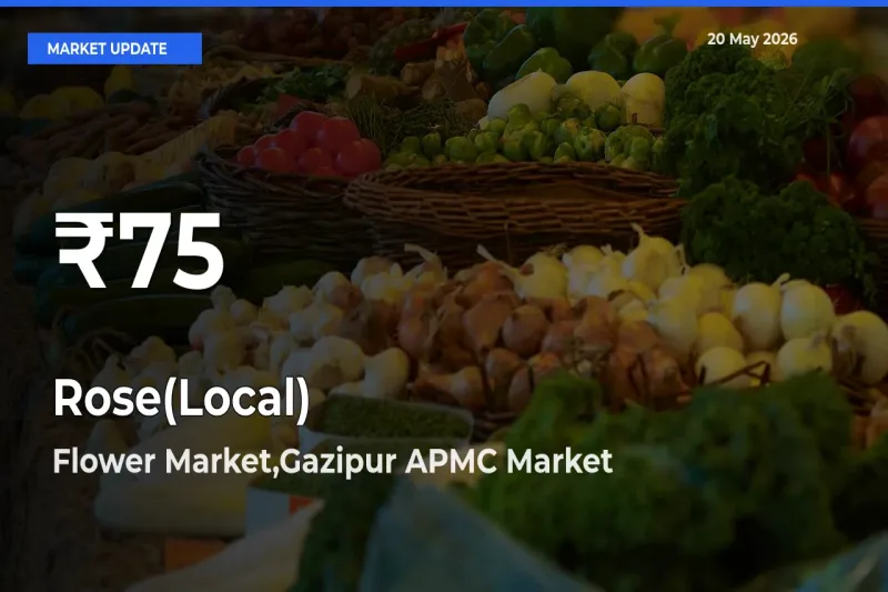 Why Rose(Local) Prices Slumped in Flower Market,Gazipur APMC – 30-Day Low Today