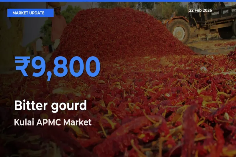 Kulai APMC Tops Bitter gourd Rates – February 22 Market Update