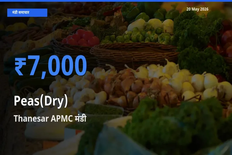Thanesar APMC मंडी में सूखी मटर ₹7,000 पर पहुँचा – आज का सर्वोच्च भाव