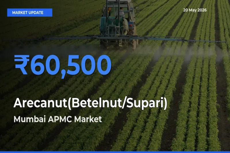 Mumbai APMC Leads as Top Mandi for Arecanut(Betelnut/Supari) Prices