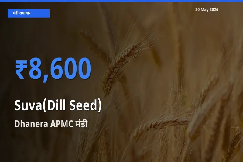 आज सुवा (डिल सीड्स) के सबसे ज़्यादा दाम Dhanera APMC मंडी में दर्ज