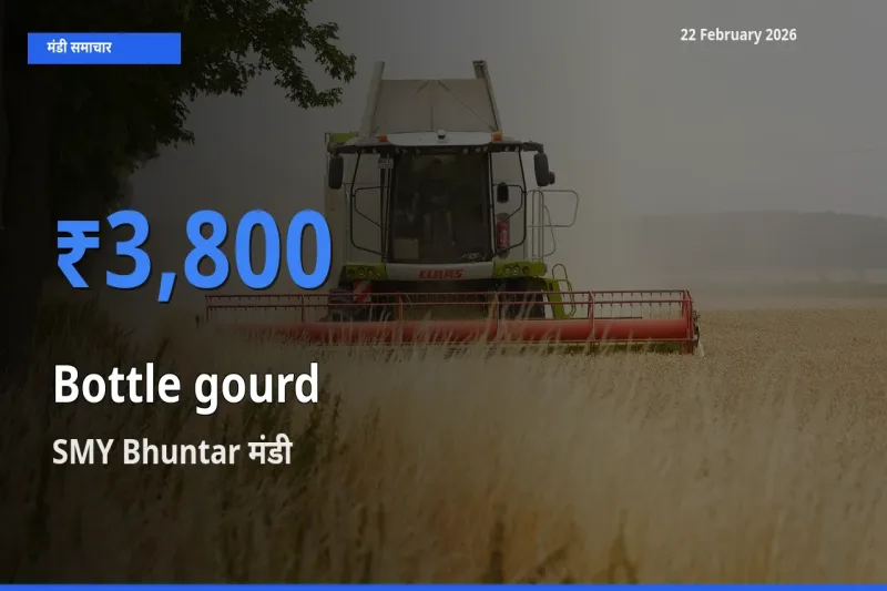 टॉप मंडी बना SMY Bhuntar! Bottle gourd के सबसे ऊँचे दाम यहीं दर्ज