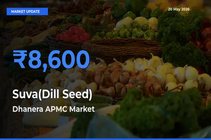 Dhanera APMC Emerges as Top Mandi for Suva(Dill Seed) Prices Today