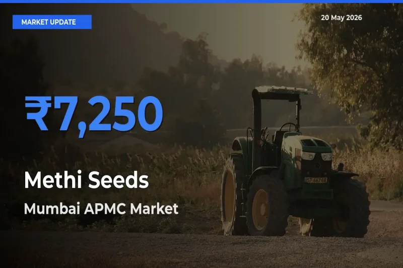 Mumbai APMC Tops Methi Seeds Rates – May 20 Market Update