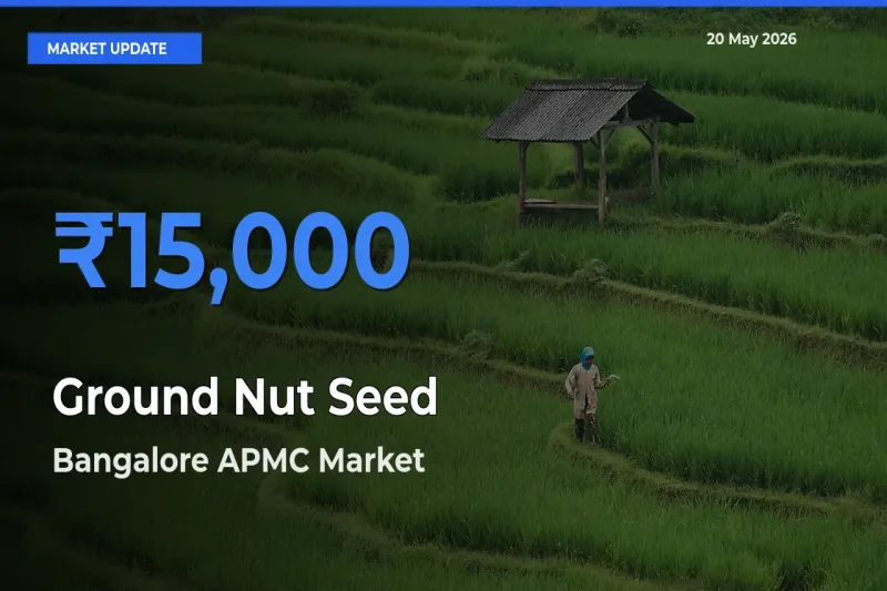 Market Watch: Bangalore APMC Becomes Top Mandi for Ground Nut Seed
