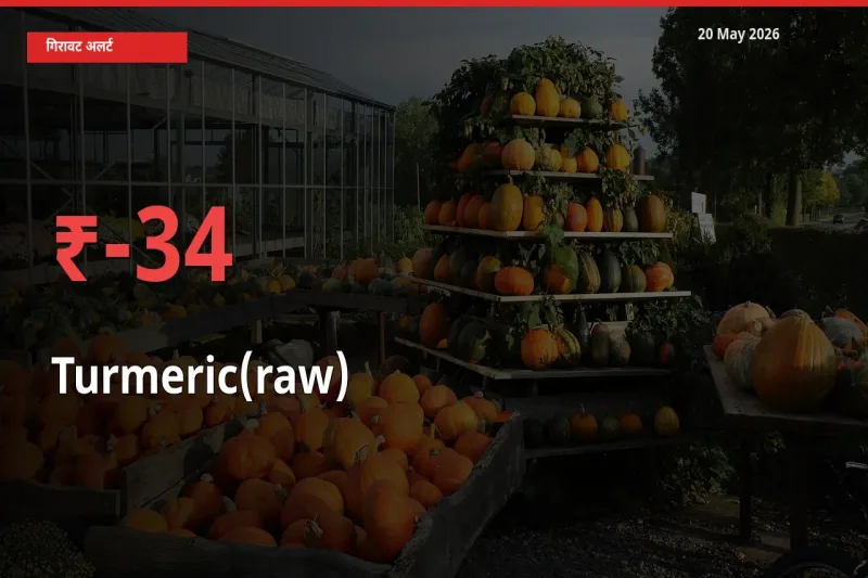 हल्दी (कच्ची) 33.89% गिरा, मंडी