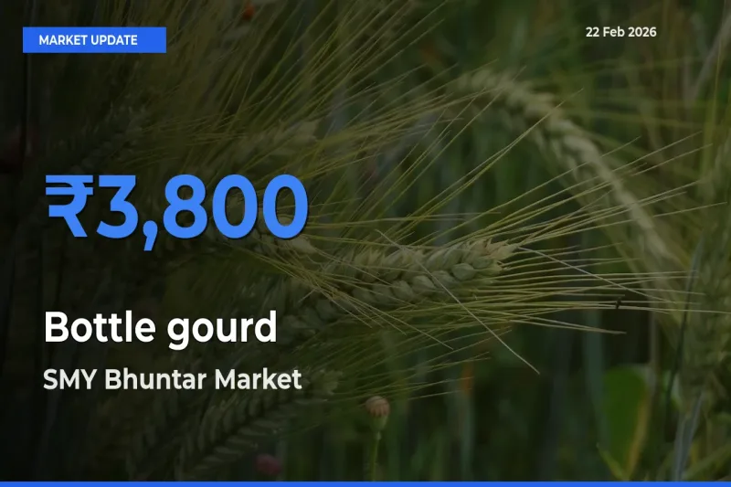 Market Watch: SMY Bhuntar Becomes Top Mandi for Bottle gourd