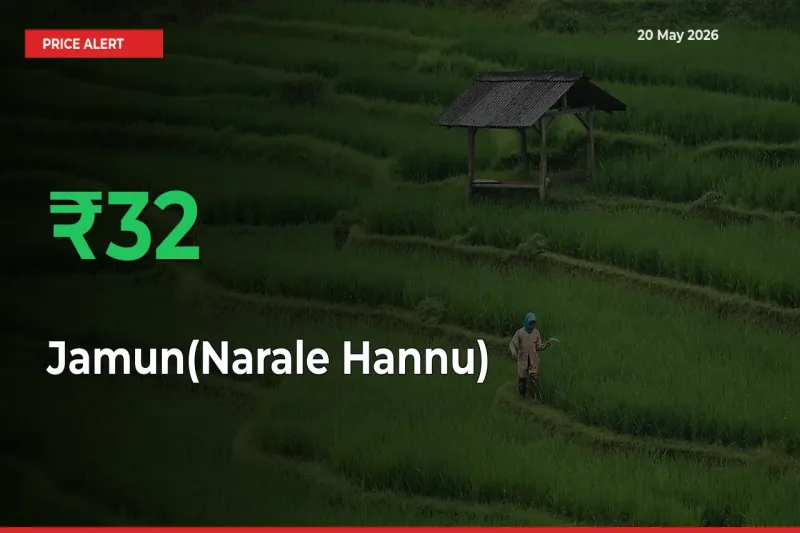 Sudden 31.71% Rally in Jamun(Narale Hannu) Prices Across Mandis