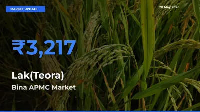 Market Watch: Bina APMC Becomes Top Mandi for Lak(Teora)