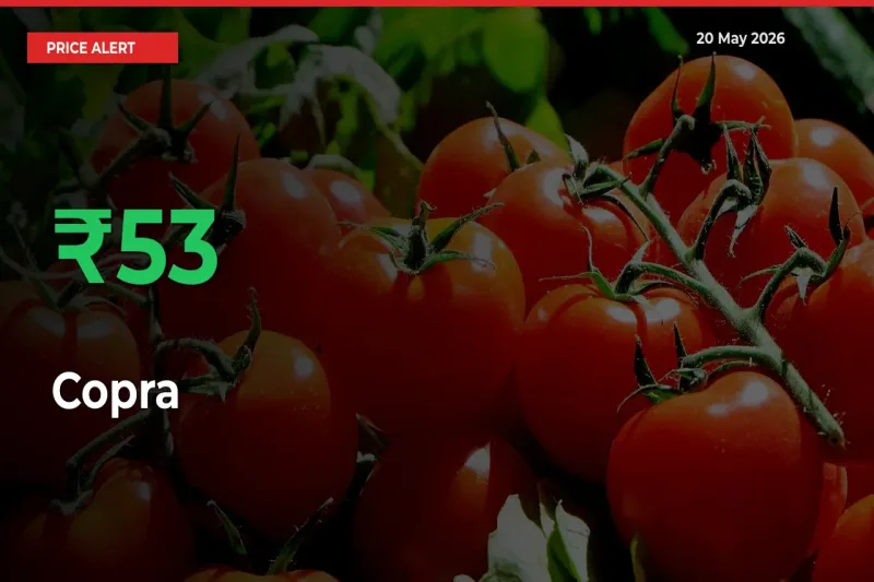 Sharp Jump! Copra Prices Climb 53.05% in 24 Hours at Key Mandis